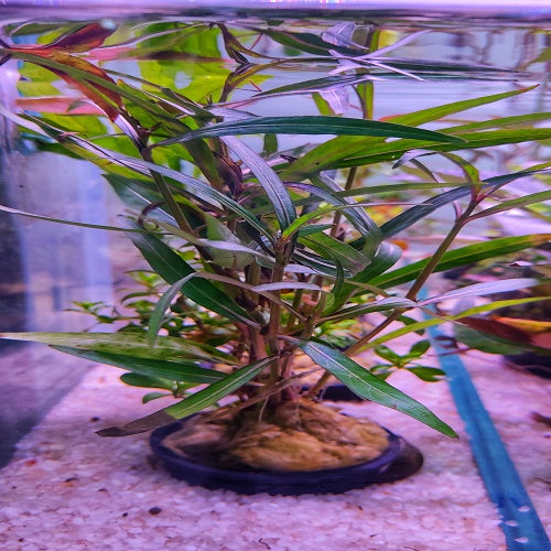 Hygrophila Corymbosa - Pot