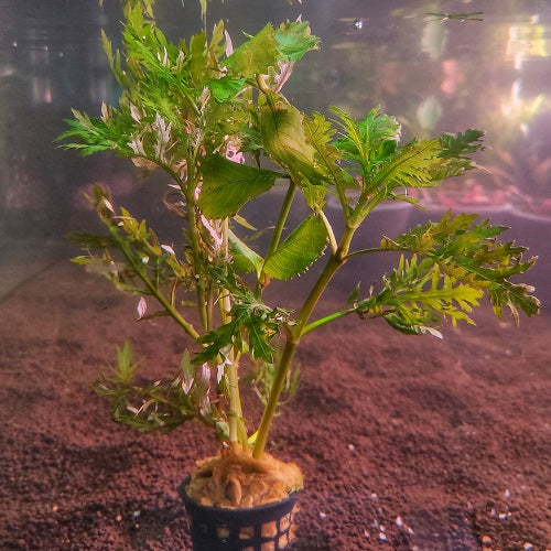Hygrophila Difformis - Pot