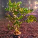 Hygrophila Difformis - Pot