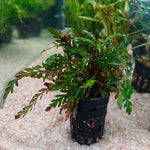 Hygrophila Pinnatifida - Pot