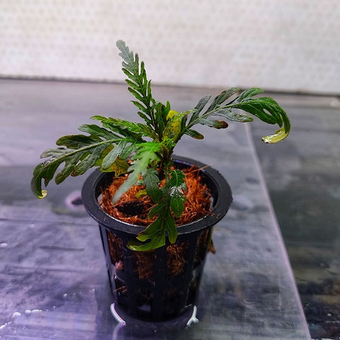Hygrophila Pinnatifida - Pot
