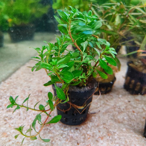 Hygrophila Polysperma Rosanervig - Pot