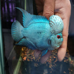 Thai Silk Flowerhorn SRD A+ 4-4.5" IMP