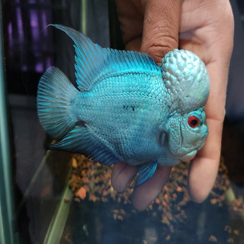Thai Silk Flowerhorn SRD A+ 4-4.5" IMP