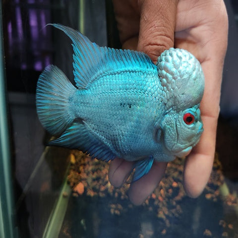 Thai Silk Flowerhorn SRD A+ 4-4.5