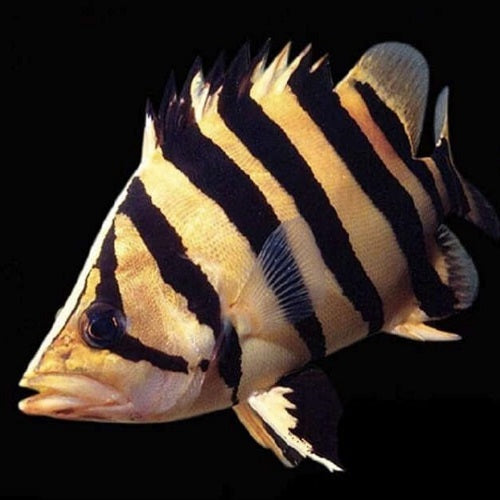 Indonesian Tiger Fish 1.25"
