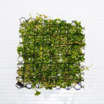JR4PB Micranthemum Monte Carlo Mesh