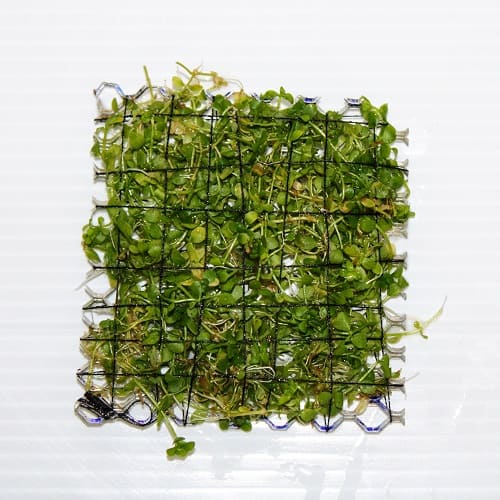 JR4PB Micranthemum Monte Carlo Mesh