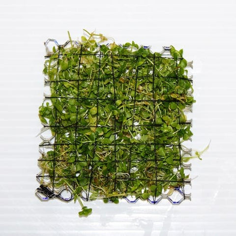 JR4PB Micranthemum Monte Carlo Mesh