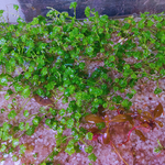 JR5B Hydrocotyle Tripartita 'Honda' 4" - Stick