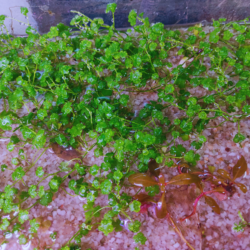 JR5B Hydrocotyle Tripartita 'Honda' 4" - Stick