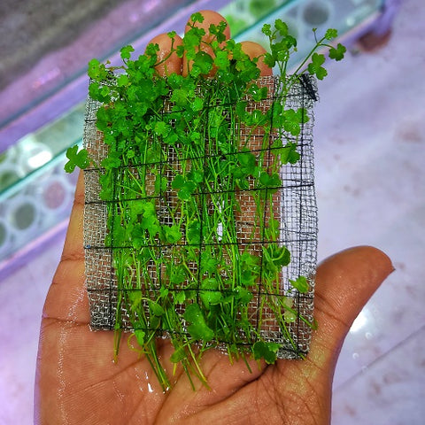 JR5B Hydrocotyle Tripartita 'Honda' on Mesh