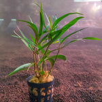 JR7 Hygrophila Tiger-Pot
