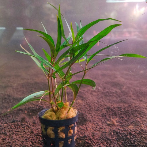 JR7 Hygrophila Tiger-Pot