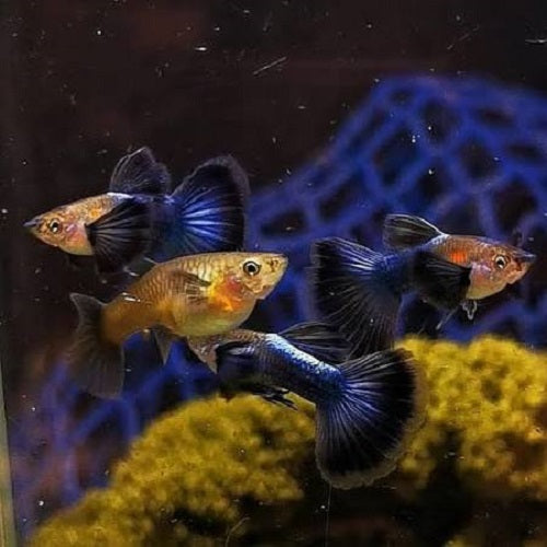 Japanese Blue Dumbo Ear Guppy M/F (Pair)