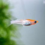 Japanese Rice Fish Kohaku 2.5-3cm
