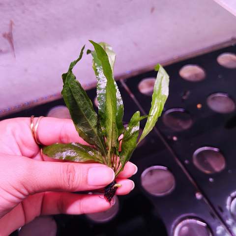 L119 Java Fern Microsorum Pteropus 11-12cm
