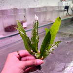 L119 Java Fern Microsorum Pteropus 19-20cm