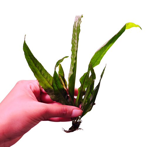 L119 Java Fern Microsorum Pteropus 17-19cm