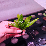 L119 Java Fern Microsorum Pteropus 7cm