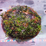 Java Moss On Coconut