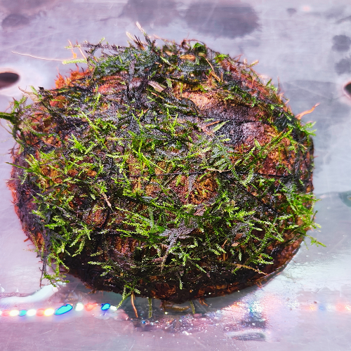 Java Moss On Coconut