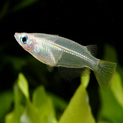 Java Rice Fish 3cm