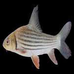 Jullien Golden Carp 6-6.5"