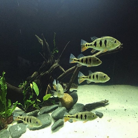 Kelberi Peacock Bass 5cm