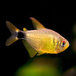 Kitty Tetra 2-2.5cm