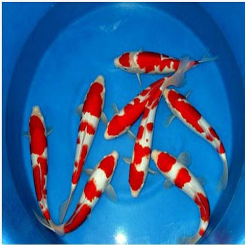Kohaku Koi (A) 8-9cm
