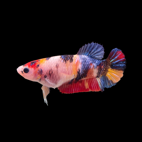 Koi Plakat Female Bettas