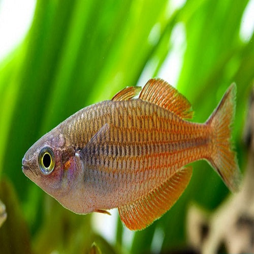 Kurumoi Rainbow Male 6-7cm IMP