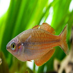 Kurumoi Rainbow Male 6-7cm IMP