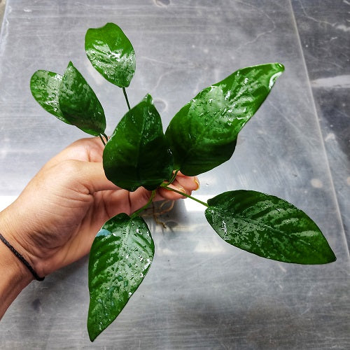 L014 Anubias Barteri Striped 12-14cm