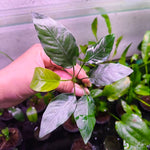 L014 Anubias Barteri Striped 8-10cm