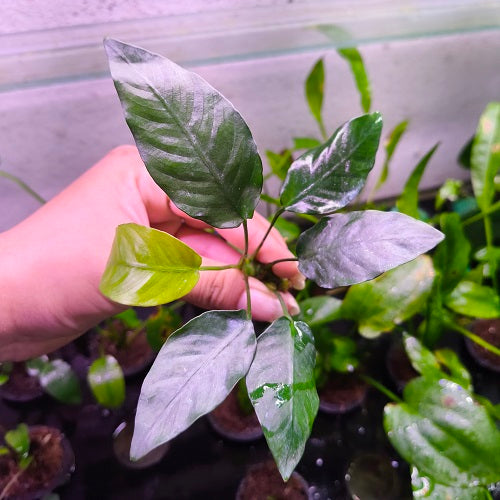 L014 Anubias Barteri Striped 8-10cm