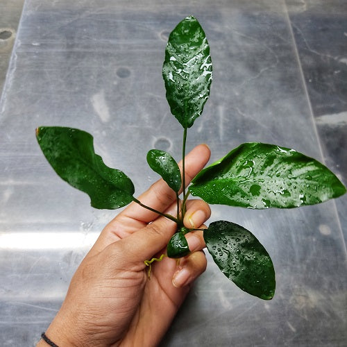 L015 Anubias Barteri Var Barteri 15-16cm