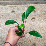 L016 Anubias Congensis 11-13cm