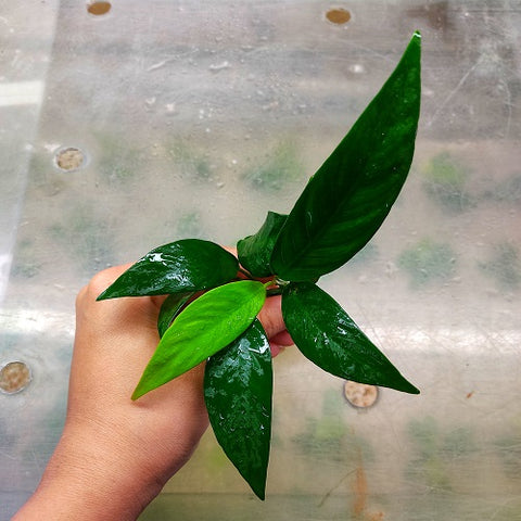 L017 Anubias Lanceolata 11-13cm