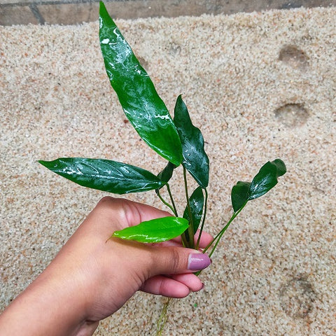 L018 Anubias Barteri Var Glabra (Minima) 12-13cm