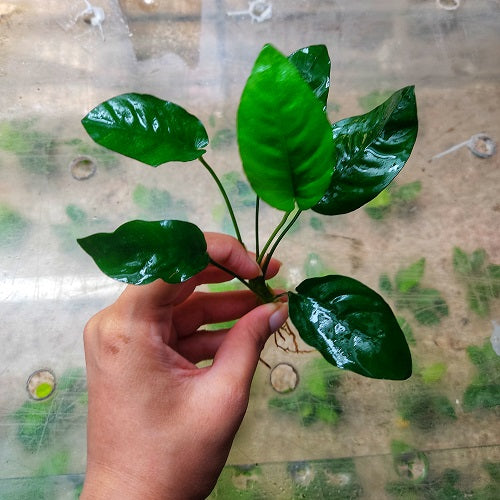 L019A Anubias Nana Ovalis 14-16cm