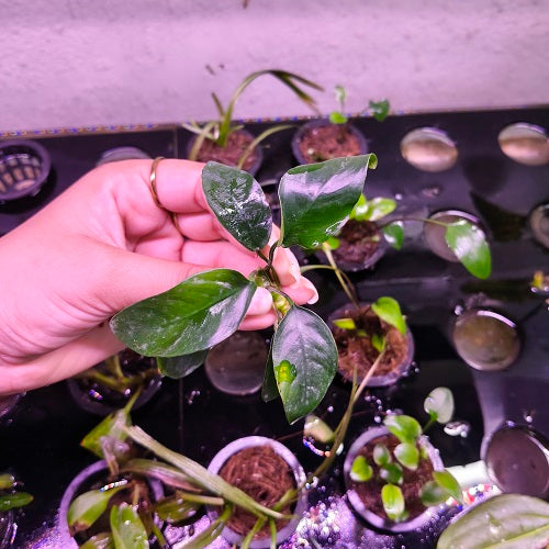 L019B Anubias Nana Sp Short 3-4cm