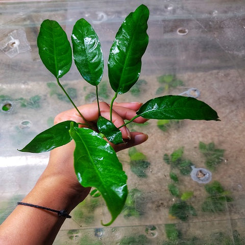 L020 Anubias Barteri Short And Sharp 11-13cm