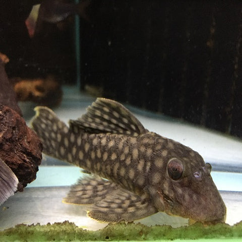 L020 Polka Dot Pleco 2.5cm