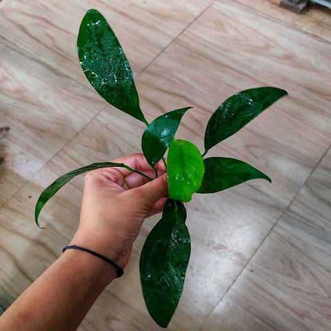L316 Anubias Congensis - [L] 20cm