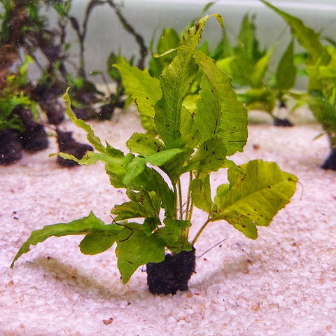 L033 Bolbitis Heteroclita Asiatica 11-13cm