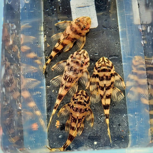 L 052 Dekeyseria Pleco 4.5-5cm