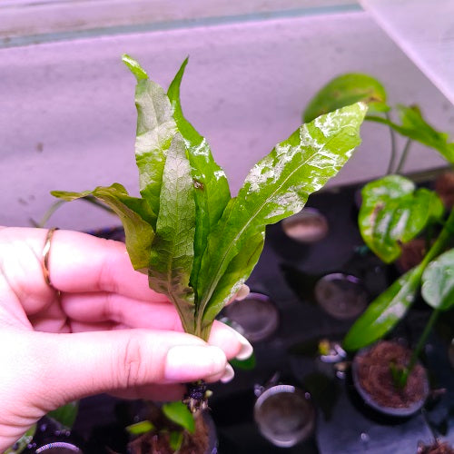 L119 Java Fern Microsorum Pteropus 9-11cm