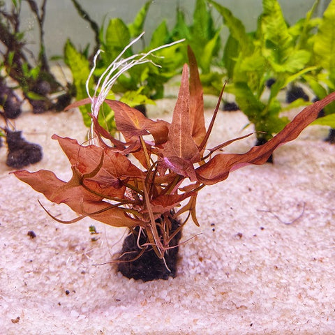 L127 Nymphaea Rubra Bulb Lily